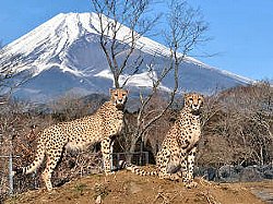Fuji Safari Park