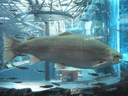 森林中的水族館