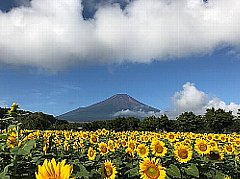花之都公園：花海與富士山